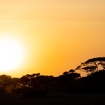Silhouette view at sunset in Amboseli National Park with an iconic orange sky and acacia thorn umbrella tree