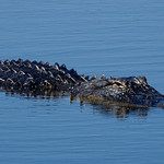 Low Rider (Explore April 25, 2023)