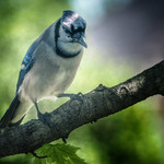 Blue, our friendly neighborhood Blue Jay we call Blue, hanging out catching bugs&hellip;