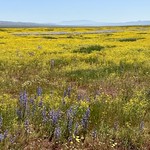 Carrizo Plains National Monument