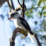 Kookaburra