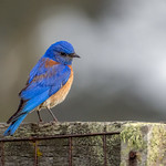 Western Bluebird