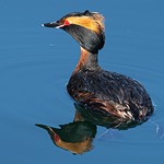Horned Grebe