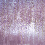Wisteria