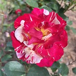 Hybrid Tea Rose