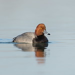 Redhead drake.