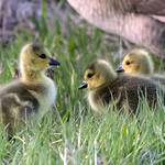 Goslings
