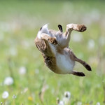 Crazy creatures #3 Brown Hare 😊