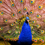 Indian peafowl Kent