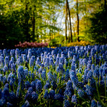 Muscari Botryoides