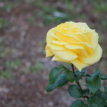 Counting my blessings