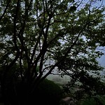 Smoke: Eerie Pre-Dawn Image, from the Kitchen Window, at 05:18