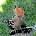 Attention! I am prepared to attack