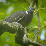 Wood pigeon