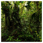 Cloud Forest 17922-230325