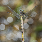 Equilibrios - Balances