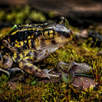 Something Always to Get Over