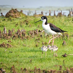 Black-Necked stilts: Keeping An Eye On The Youngsters