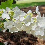 Oak Leaf Hydrangea