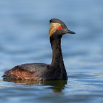 The "Guidebook Pose"