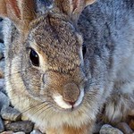 Face-to-face with desert cottontail
