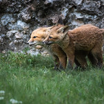 Red Fox Kits