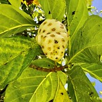 Fruta P&atilde;o, Noni Fruit, Morinda Citrifolia, Klaskreek, Suriname