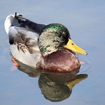 Eclipse mallard