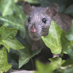 rat