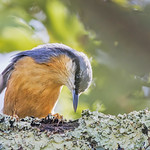 Sittelle torchepot - Sitta europaea - Eurasian Nuthatch