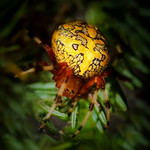 Twilight marbled orb weaver