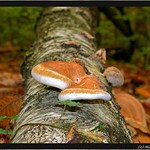 Birkensporling (Piptoporus betulinus)