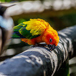 Sun Conure