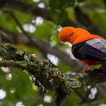 Andean Cock of the Rock - Rupicola peruvianus