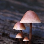 "Mycena haematopus" - grote bloedsteelmycena