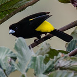 1.28187 Tangara &agrave; dos citron (m&acirc;le) / Ramphocelus icteronotus / Lemon-rumped Tanager
