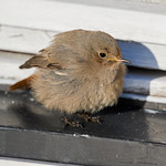 Black Redstart / Svart R&ouml;dstj&auml;rt
