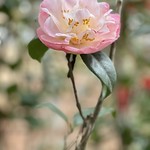 Camellia