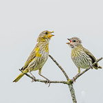 SAFFRON FINCHES