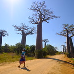 XE3B9432 - Avenida de los Baobabs - Avenue of the Baobabs (Morondava, Madagascar)