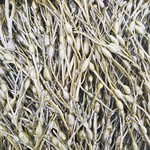 Seaweed