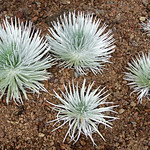 USA, Hawaii: Haleakala Silversword - Photo #3