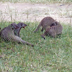 Mungos mungo / Mangusta striata / Banded mongoose