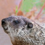 Groundhog Close Up