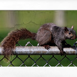 IMG_5498.2024.1atbf.Squirrel ... Framed.