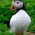 Puffin3