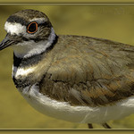 Killdeer_02