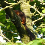 Looking for Cherries