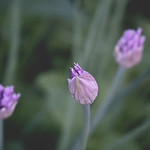 Chives