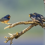 _DSC8135_ Mom, We are Hungry !!!